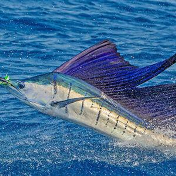 Offshore Fishing in Costa Rica