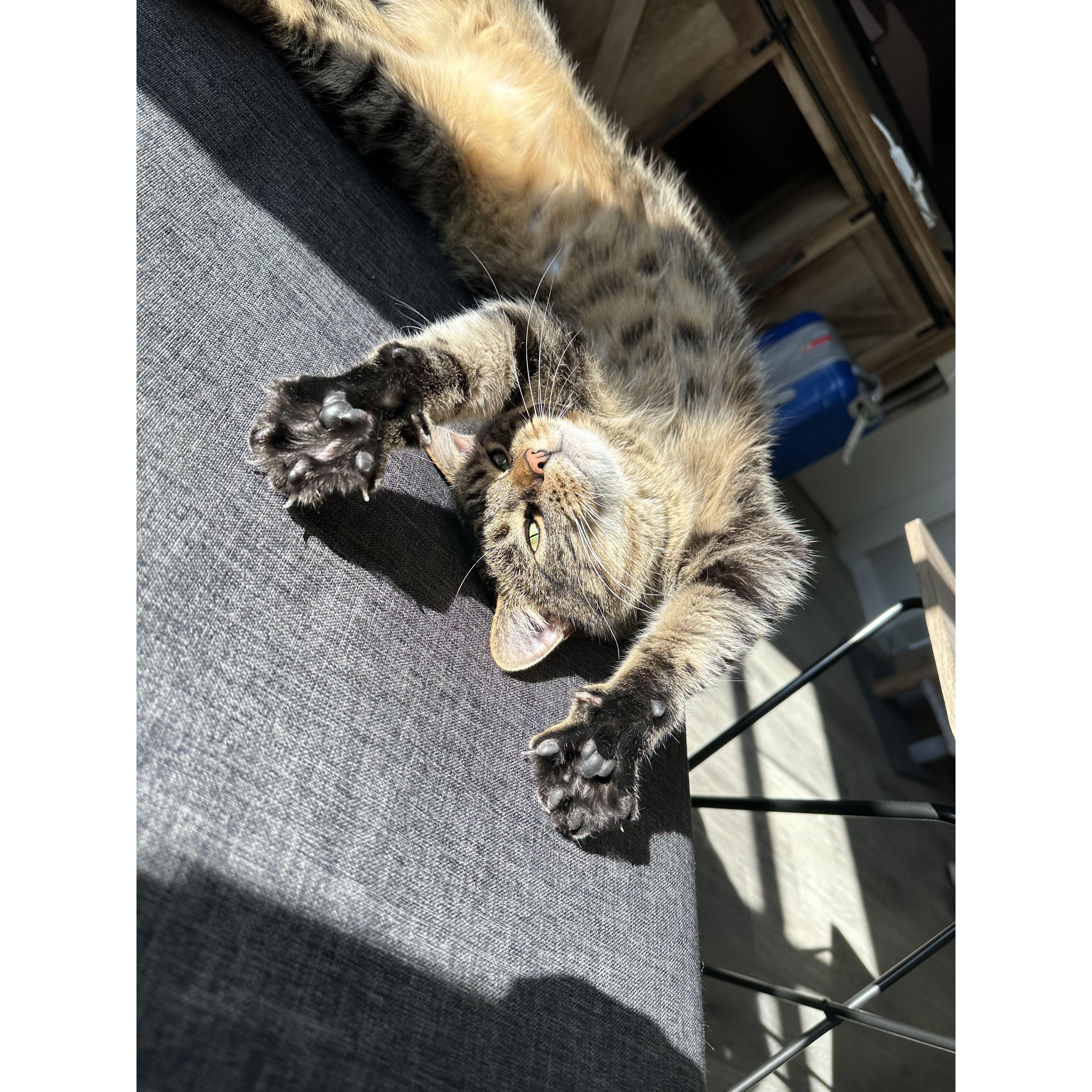 2023. Harry is loving the sun spot in our new apartment.