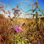 University of Wisconsin–Madison Arboretum