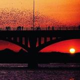 Bats Across Texas