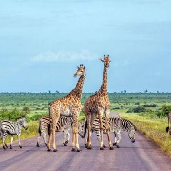 South Africa Safari Honeymoon