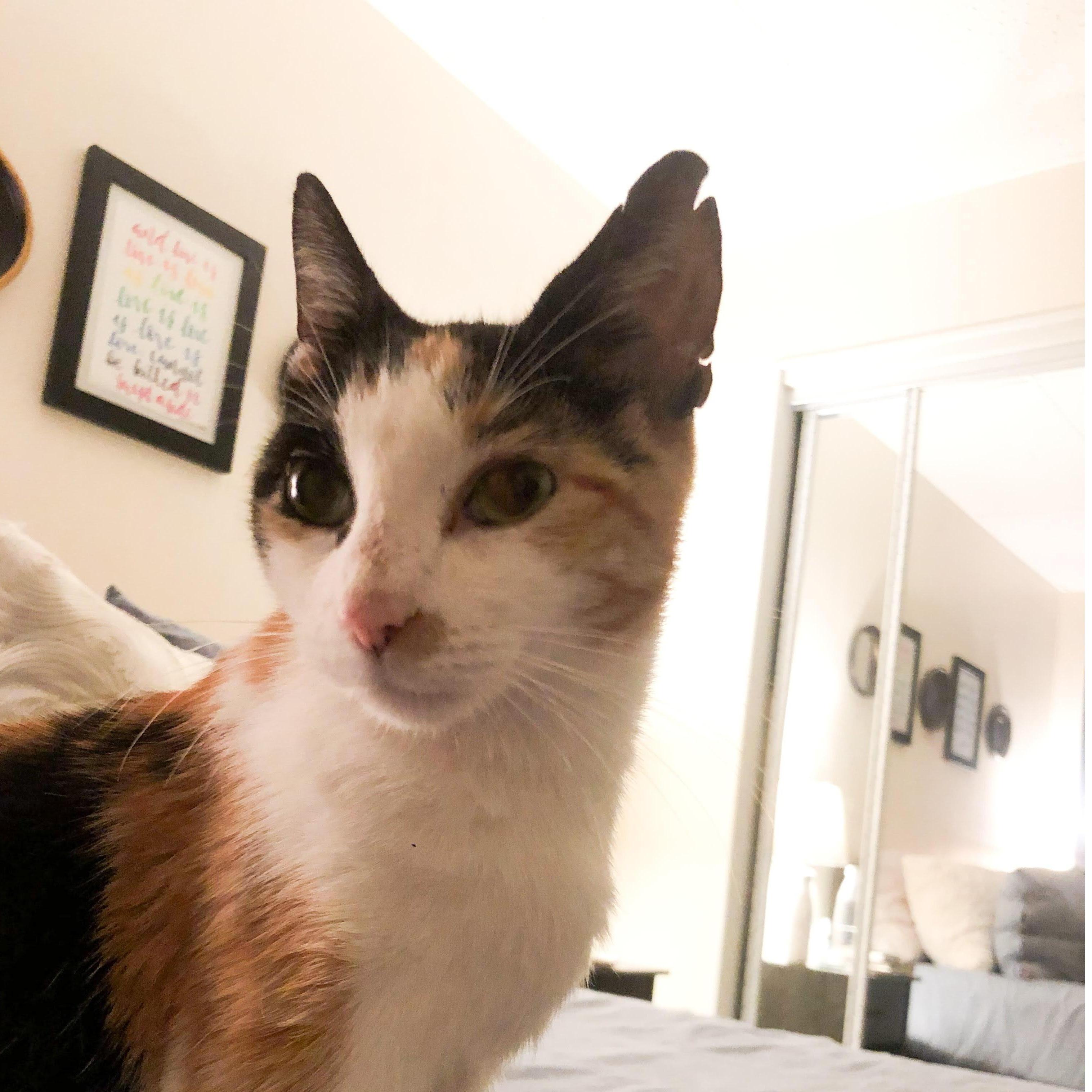 8/23/2020: Nina comes home!