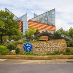 Tennessee Aquarium