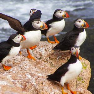 Puffin & Whale Watching Tour