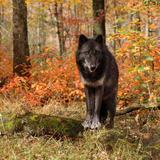 Lakota Wolf Preserve