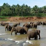 Pinnawala Elephant Orphanage