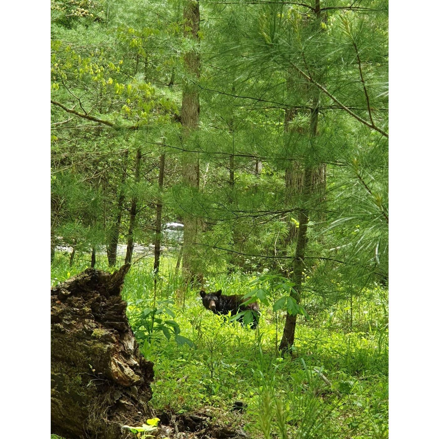 Cades Cove TN