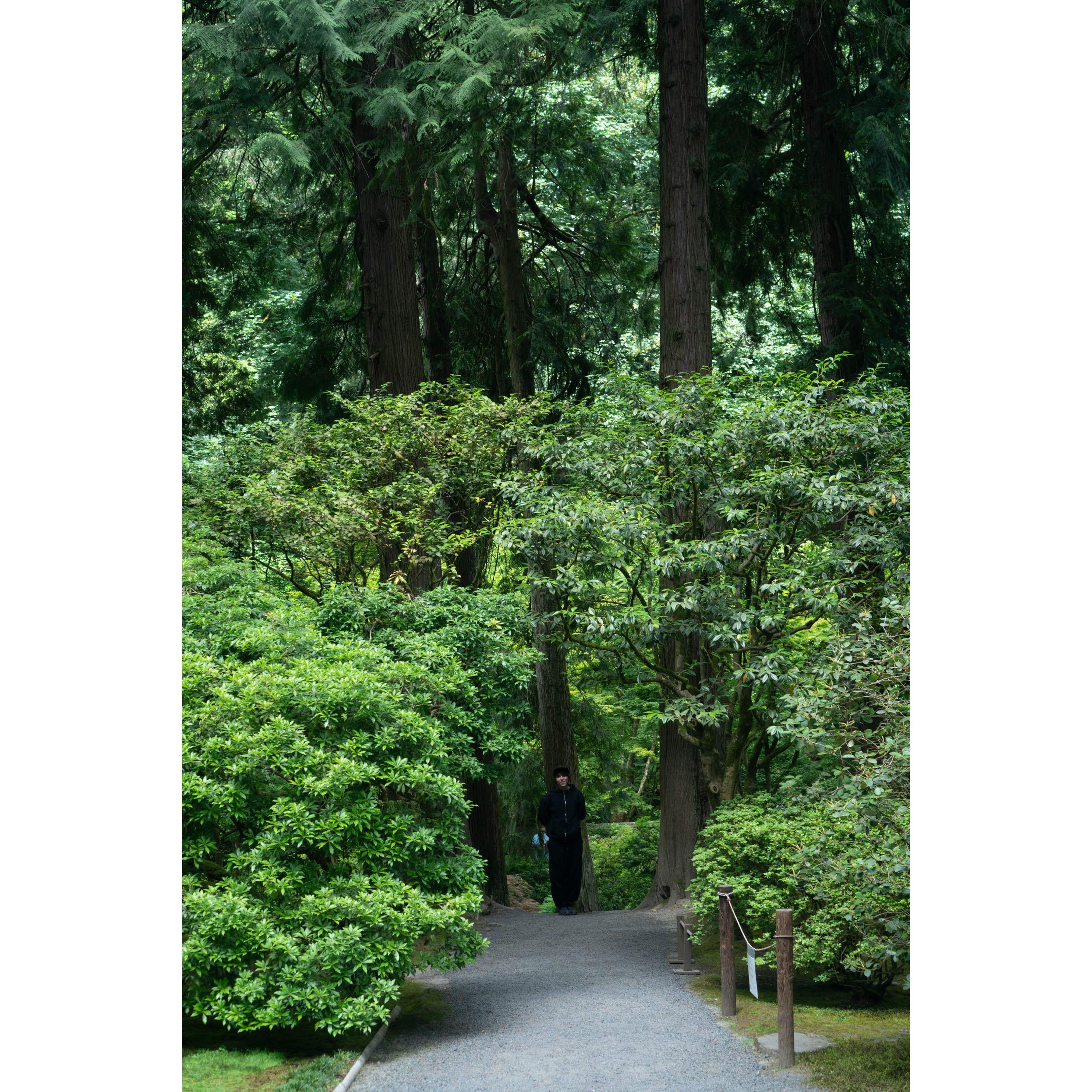 Big tree in the Japanese Garden, Rex for scale