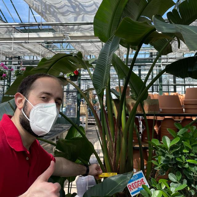 Giant Bird of Paradise Plant
