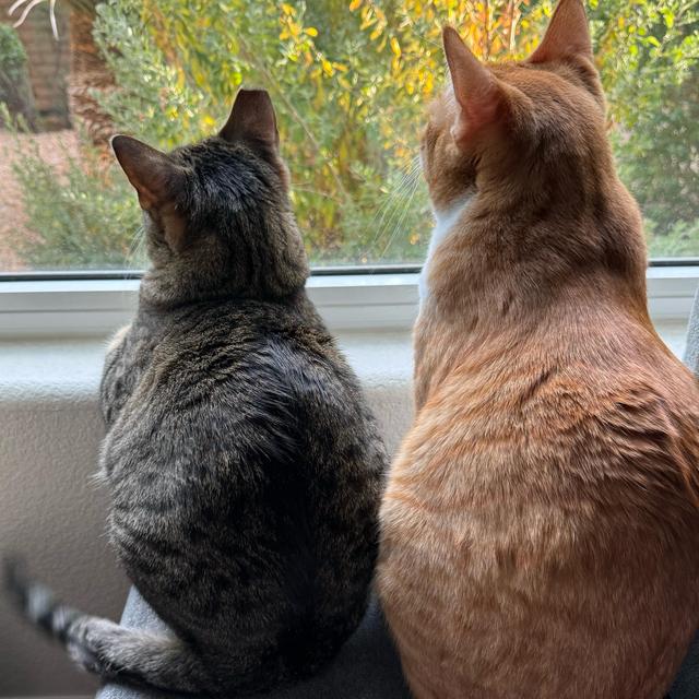 Pablo and Tony’s Babysitter