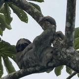 Arenal Sloths and Monkeys