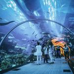 Georgia Aquarium