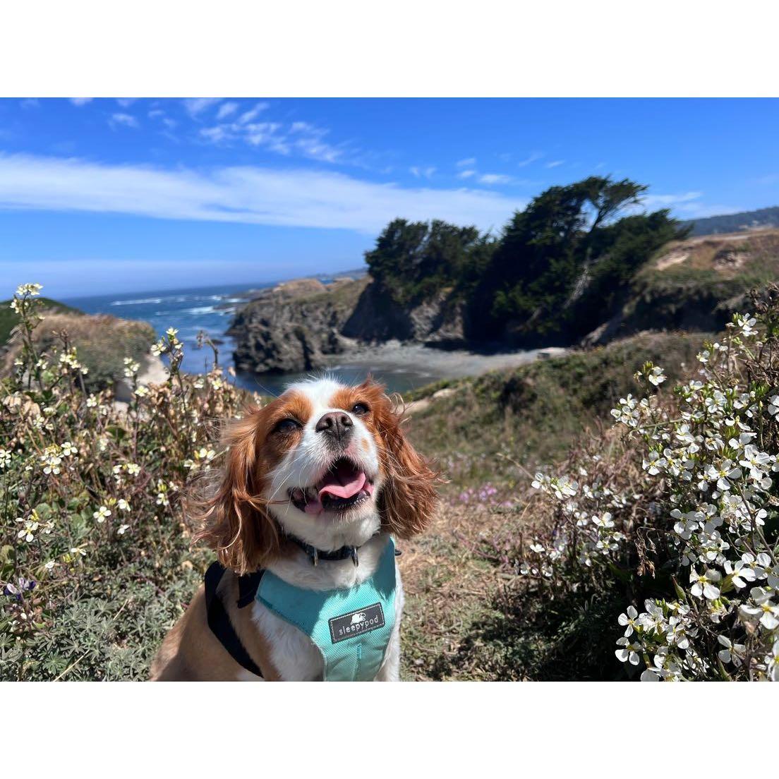 Our Louie in Mendocino