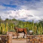 Tohono Chul Gardens