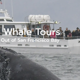 San Francisco Whale Tours