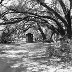 Historic Charleston - Charleston Tea Plantation