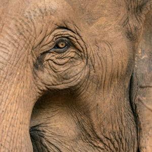 Elephant Sanctuary Visit in Chiang Mai