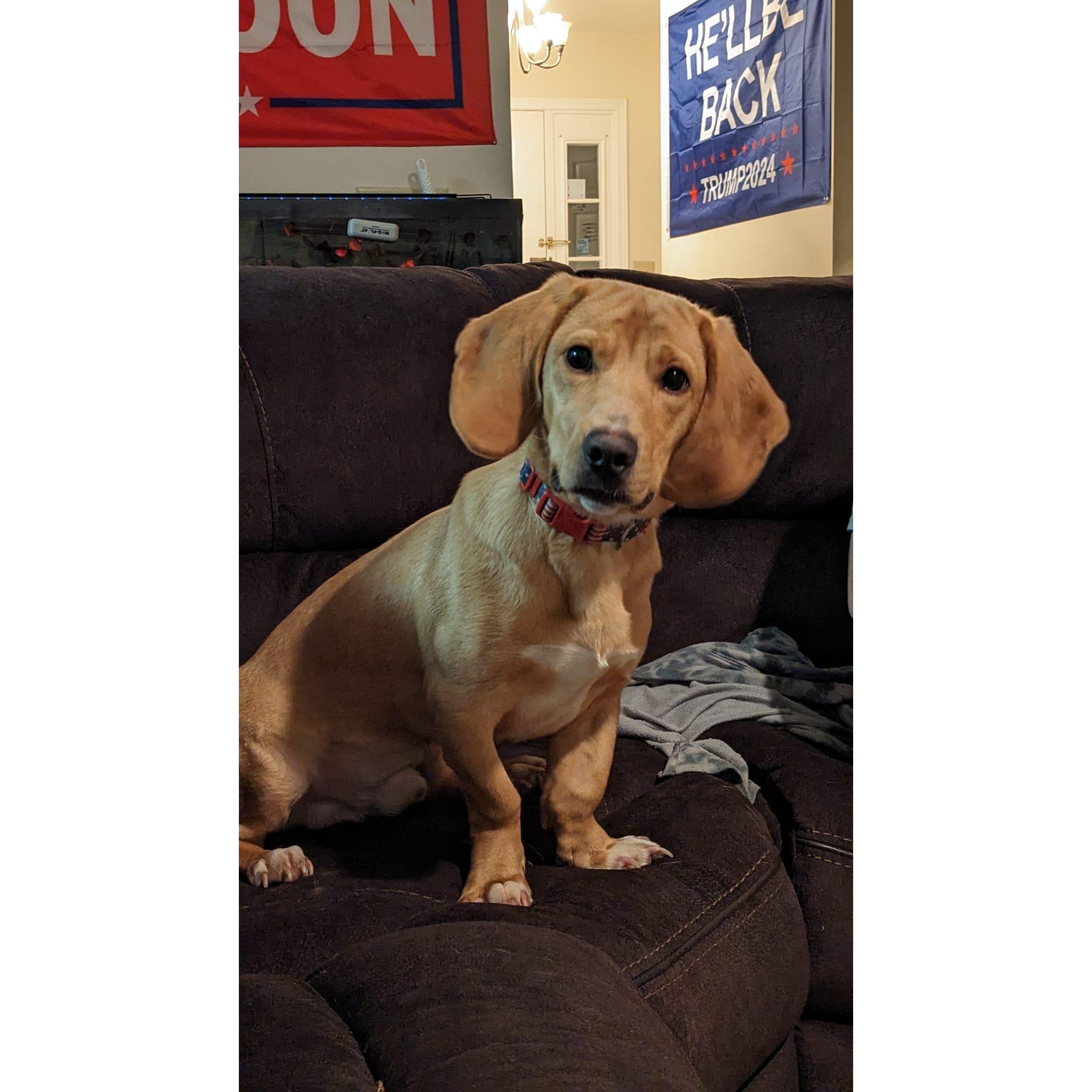 Odin - shortly after he'd healed from Parvo.