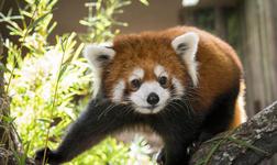 Houston Zoo