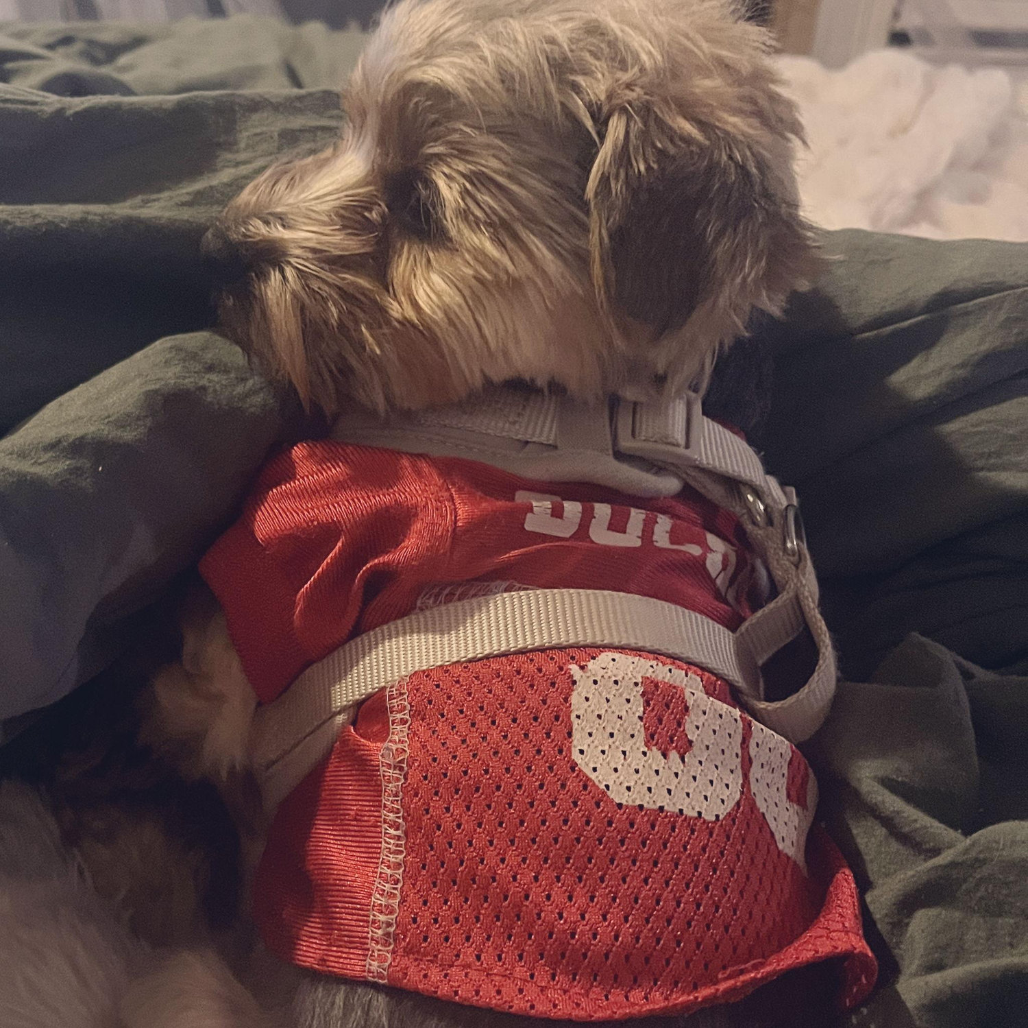 Our little buckeye Oliver