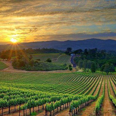 Bekaa Valley Wineries