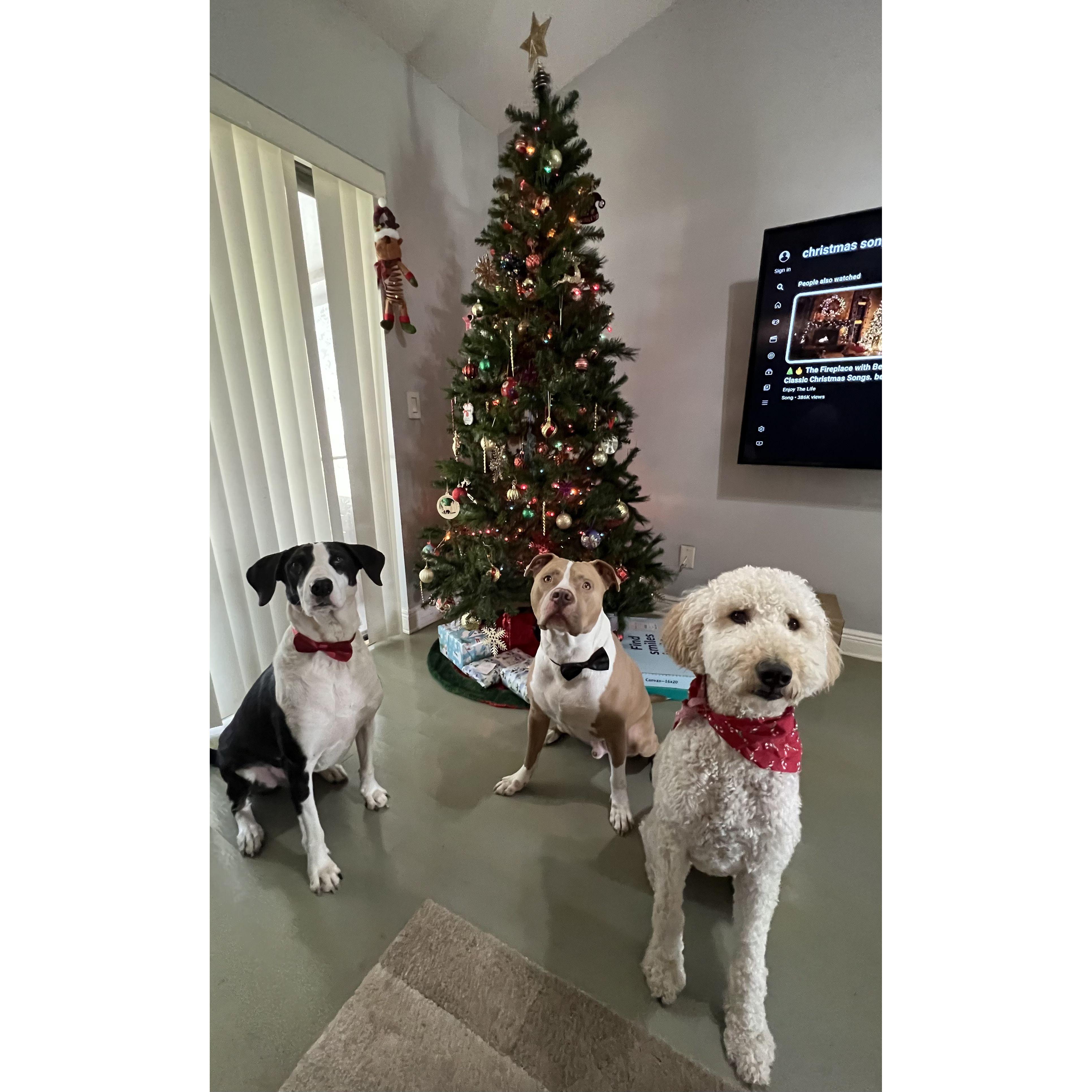 Our Sons and Dogters - Tyson, Apollo and Luci