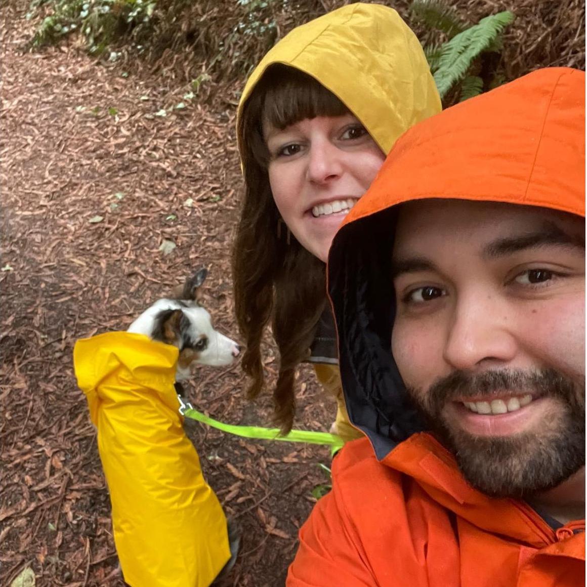 Walk in the redwood forest on a rainy day