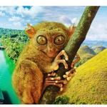 Tarsier Sunctuary Road