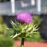 The Botanic Garden of Smith College