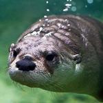 Washington Park Zoo