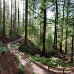 Hoyt Arboretum