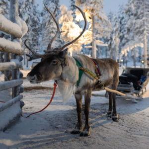 Reindeer Sleigh Ride