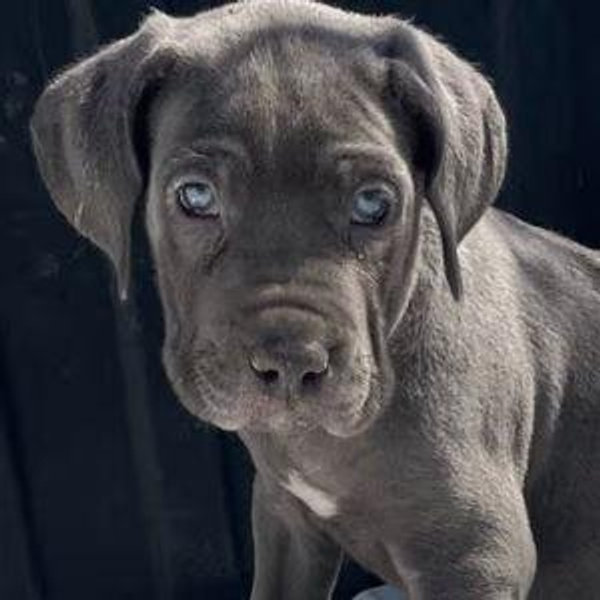 Future Dog: Jupi (short for Jupiter) 🐶