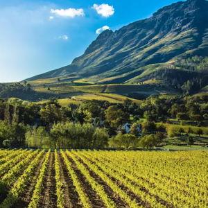 Cape Winelands Tour