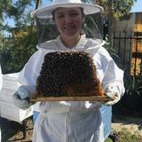 The Valley Hive