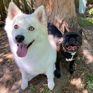 Pet Toy Fund