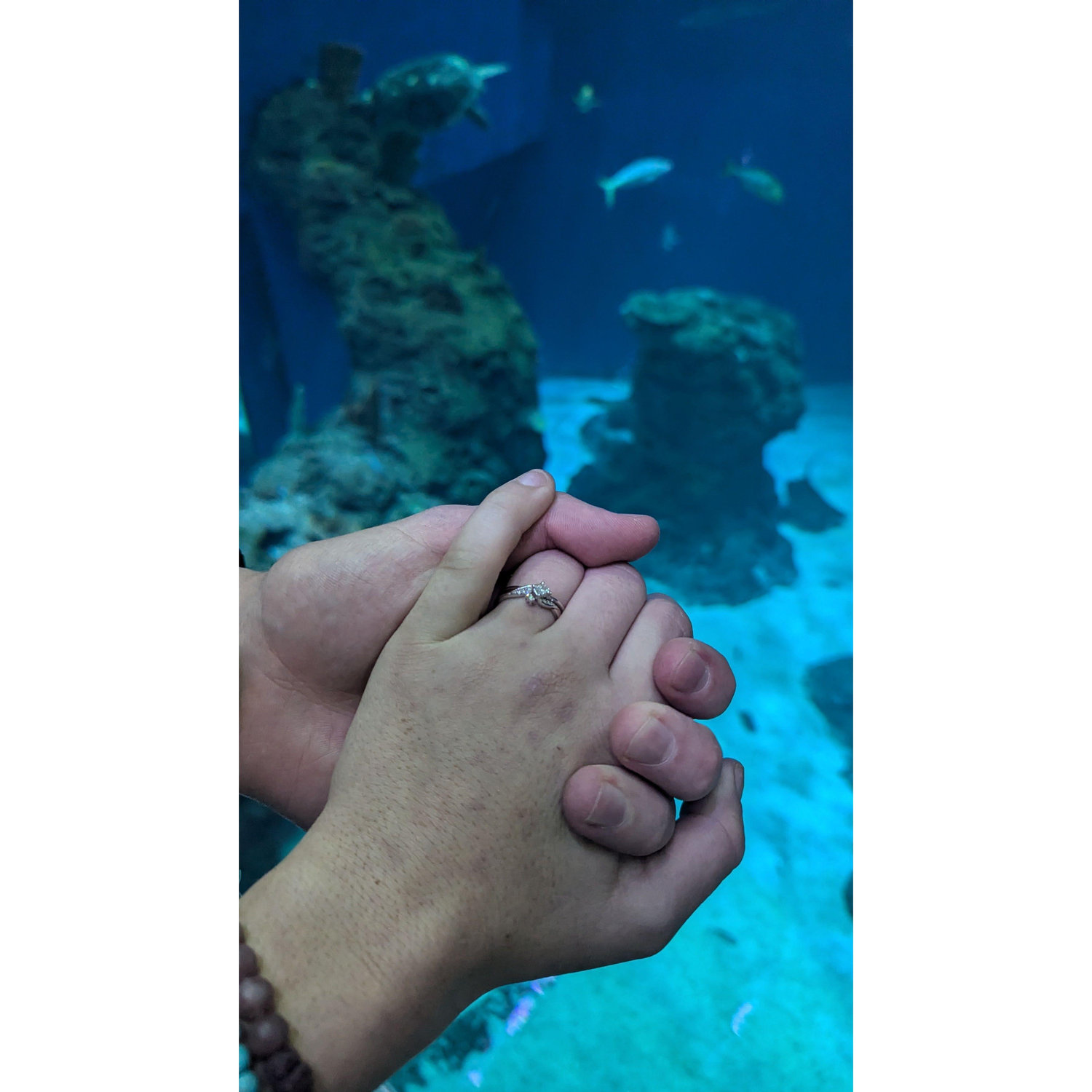 The Aquarium that i Said YES!