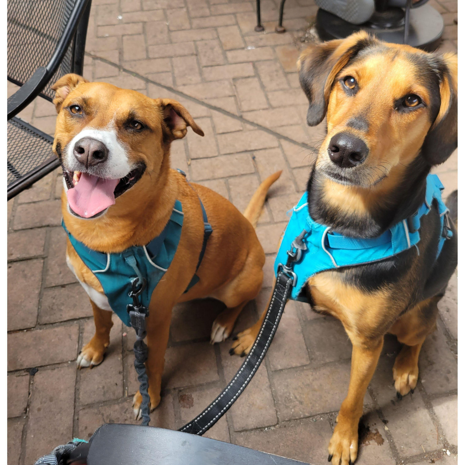 Ginger & Riley