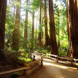 Muir Woods National Monument