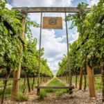 Bodegas del Viento
