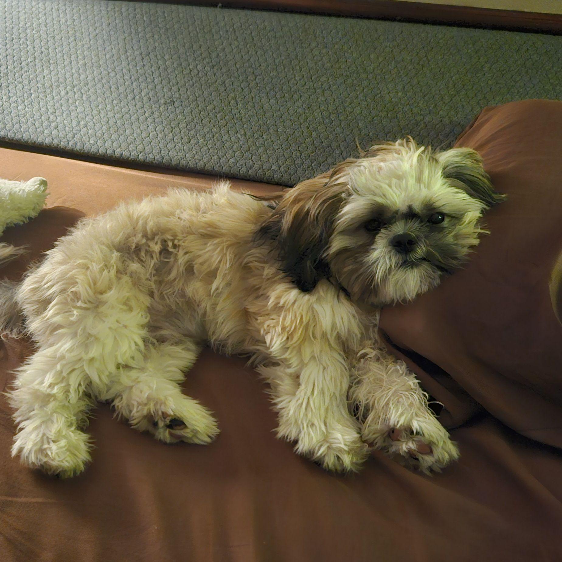 Sleepy Rummy.