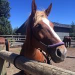 The Stables at Eagle Crest Resort