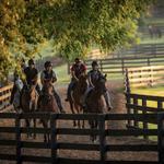 Blackwood Stables