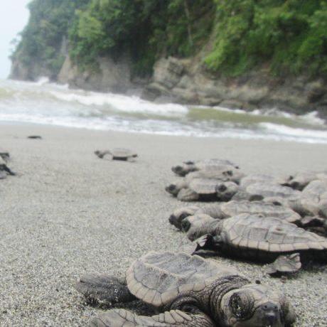 Baby turtles making their way at Playa Tortuga, just a few miles from our wedding venue.