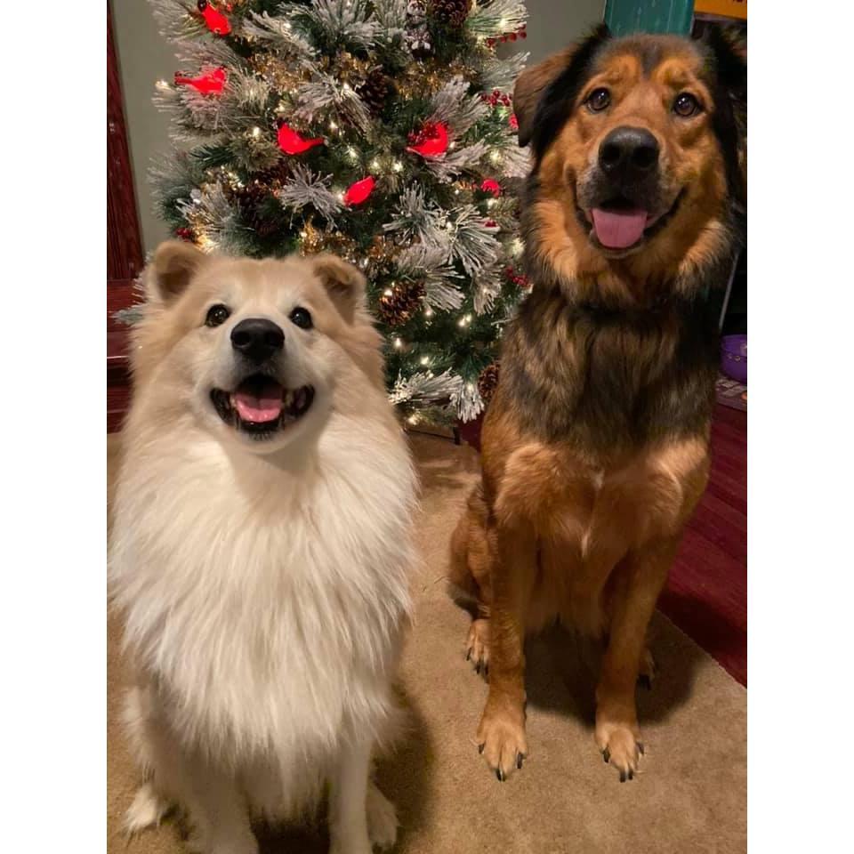 Meeko and Athena our beautiful fur babies 2019