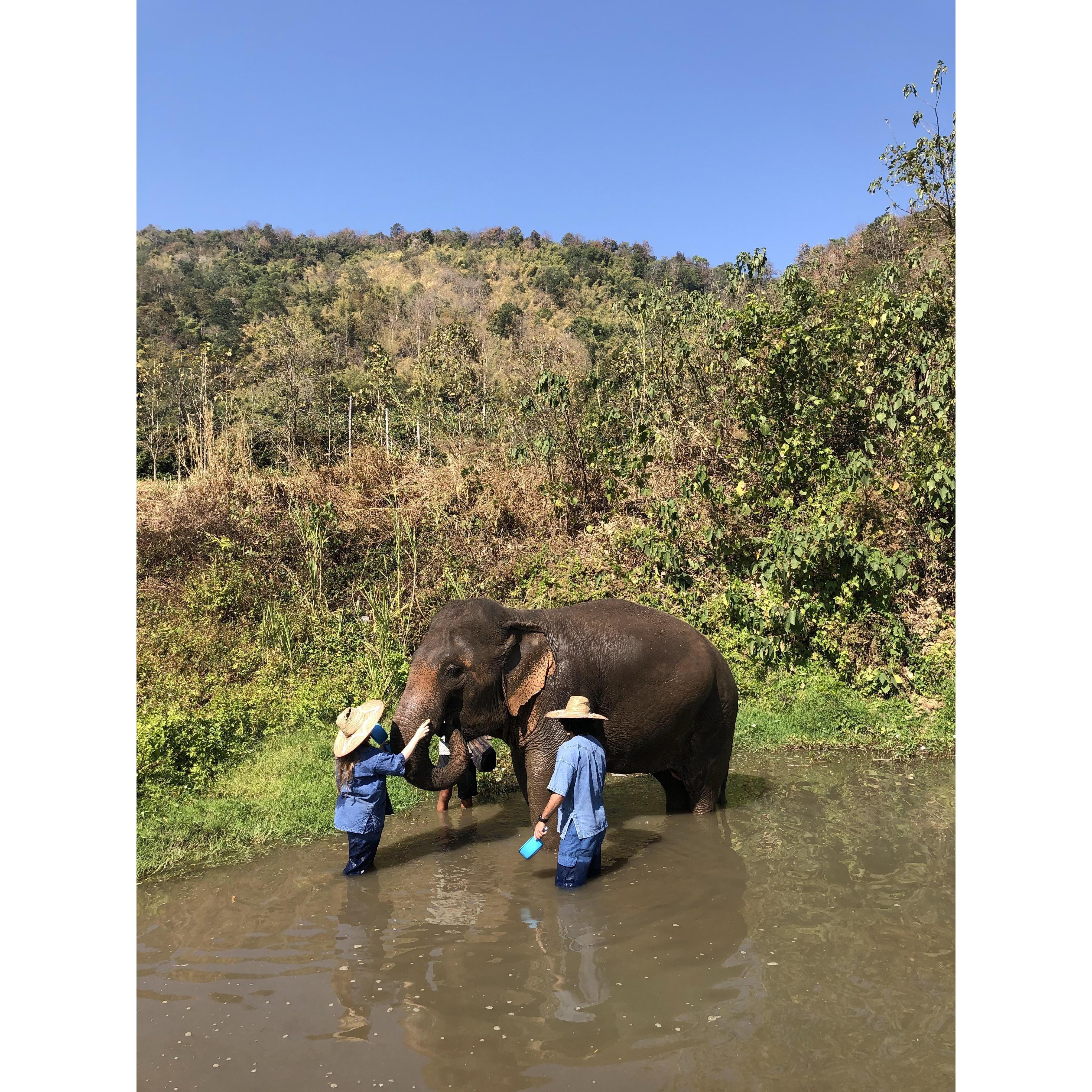 Bathing Elephants in Thailand