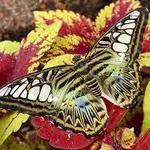 Missoula Butterfly House and Insectarium
