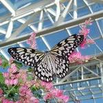 Butterfly House