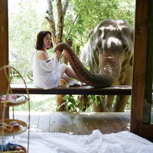 Honeymoon Activity: Elephant Morning Call