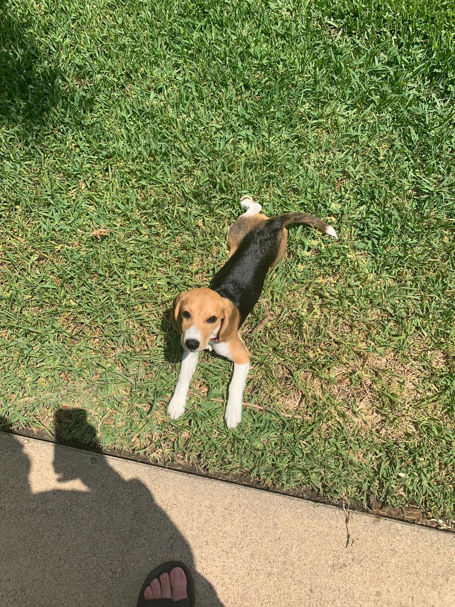 Bentley Bea - the newest family member!